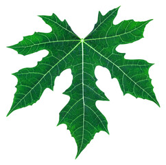 Fototapeta premium Chaya leaf (Cnidoscolus Aconitifolius or Cnidoscolus chayamansa McVaugh) isolated on white background with clipping path