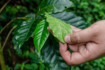 Coffee plantation