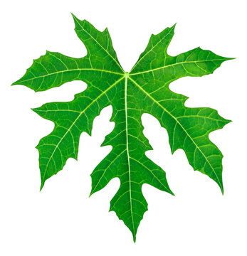 Chaya leaf (Cnidoscolus Aconitifolius or Cnidoscolus chayamansa McVaugh) isolated on white background with clipping path