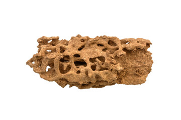 Walkway of Termite, Termite nest, home of Termite 