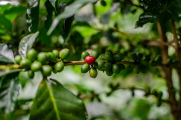 Coffee plantation