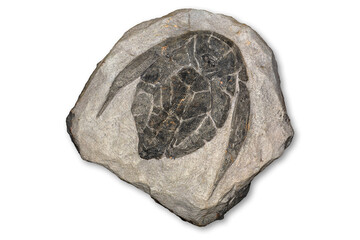 Fossil of prehistoric animals, Fossil trilobite imprint in the sediment, Dinosaur fossil isolated on white background