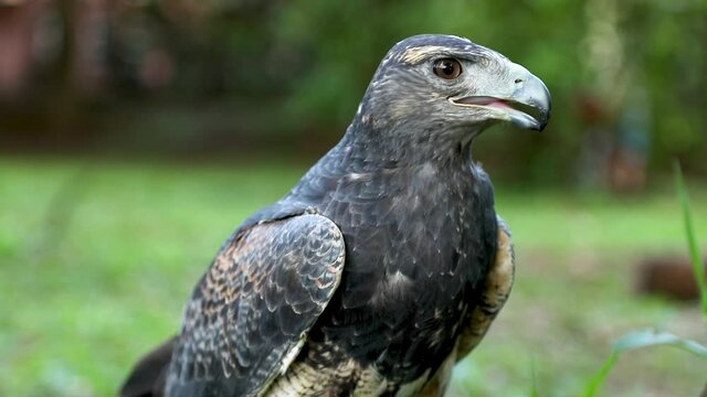 The black-chested buzzard-eagle (Geranoaetus melanoleucus) is a bird of prey of the hawk and eagle family (Accipitridae). It lives in open regions of South America.
