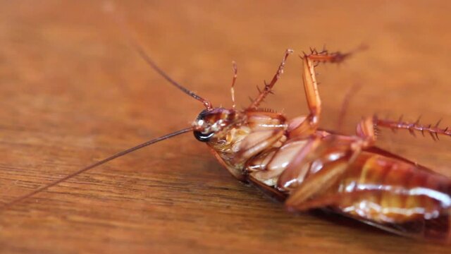 insecticide and pesticide concept, insect repellent. dying cockroach close up. Pest control