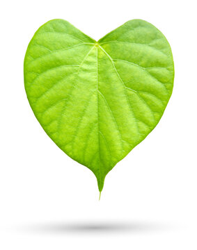 Leaf of Tinospora crispa Hook or Heart leaved moonseed isolated on white background with clipping path
