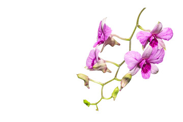 Dendrobium pink flower orchid isolated on white background