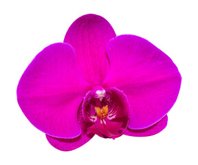 Naklejka na ściany i meble Phalaenopsis purple flower orchid isolated on white background