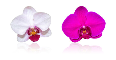 Phalaenopsis white and purple flower orchid isolated on white background