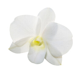 Dendrobium White flower orchid isolated on white background
