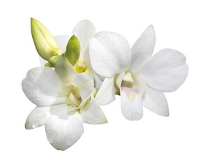 Naklejka na ściany i meble Dendrobium white flower orchid isolated on white background