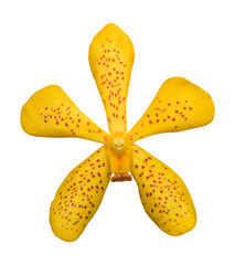 Mokara yellow flower orchid isolated on white background