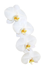 Naklejka na ściany i meble Phalaenopsis white flower orchid isolated on white background
