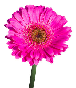 Pink Garbera Daisy flower with stalk isolated on white background with clipping path