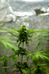 marijuana plants before harvest, marijuana flowers, female canavis, marijuana, thc, medicinal thc, natural health, marijuana plant, drugs, natural medicine, green, female marijuana plant