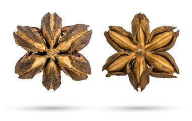 Front and back of dry seed of Sacha inchi, Sacha peanut, or Mountain peanut (Plukenetia volubilis) isolated on white background with clipping path