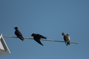 3 purple martins perched