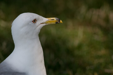 Ring Billed Gull looking to side