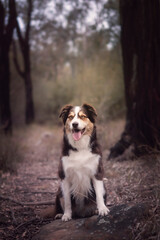 Chocolate collie sitting in forest