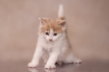 Ginger kitten pouncing play