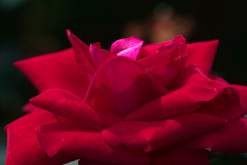 red rose flower