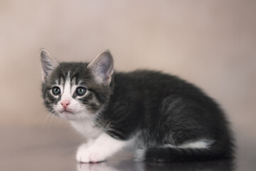 Dark tabby kitten stalking 