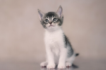Grey adorable kitten looking up