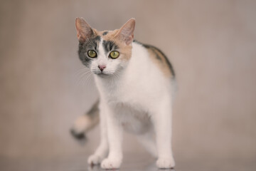 Mama cat golden eyes