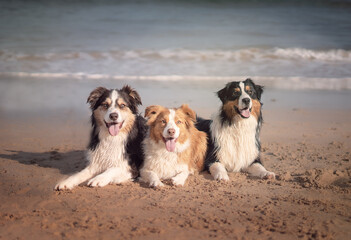 Dogs laying in sand at the beach