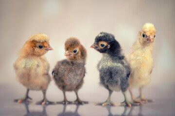 Baby chickens isolated