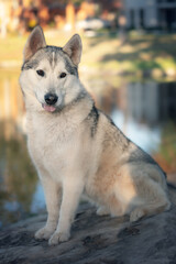 Cute husky wolf dog tongue out