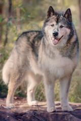 Naklejka na ściany i meble Husky wolf dog standing in forest
