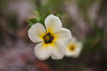Close up image of white and yellow flower blooming
