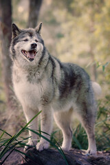 Naklejka na ściany i meble Husky wolf dog standing on rock