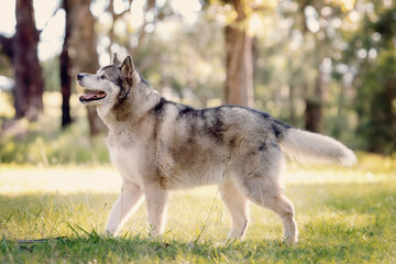 Husky wolf dog walking in forest