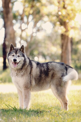 Husky wolf dog standing in forest