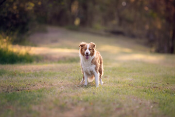Red dog standing in park