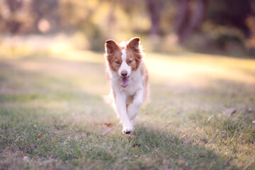 Red dog running through park