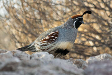 Gambel's Quail in desert