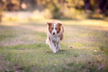 Red dog walking through park