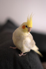 Cockatiel parrot sitting on the couch