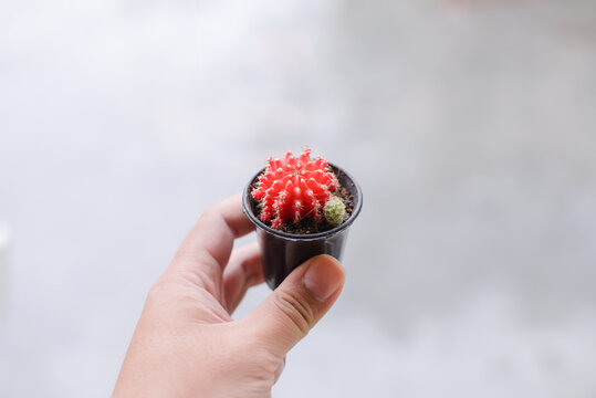 Hand holding small cactus pot, mini cactus plant, red cacus