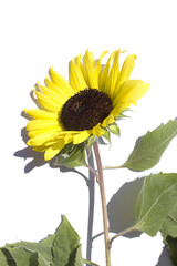 sunflower isolated white background