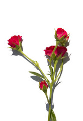 little red rose isolated white background