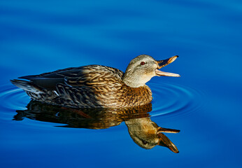 Wild Duck quacking in a Lake