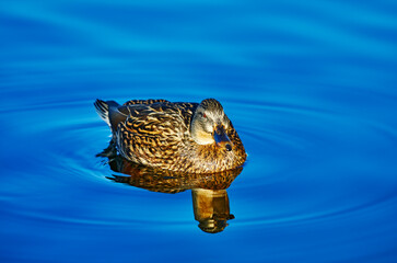 Wild Duck in a Lake