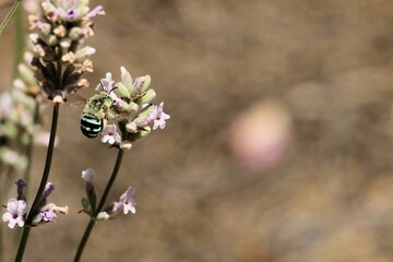 Blue Banded Bee (Amegilla cingulata) feeding on lavender nectar, South Australia