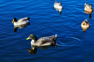 Wild Ducks swimming in a Lake