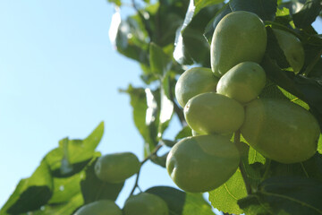 close up of Fruits of a jujube tree