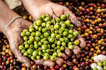 Raw green coffee bean in hand and red coffee background close up selective focus