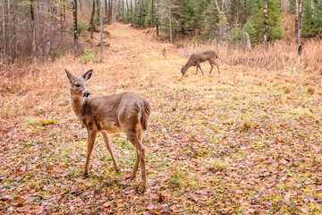 A young buck is enjoying autumn scenes	